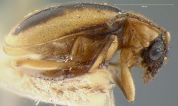 Media type: image; Entomology 18449   Aspect: habitus lateral view